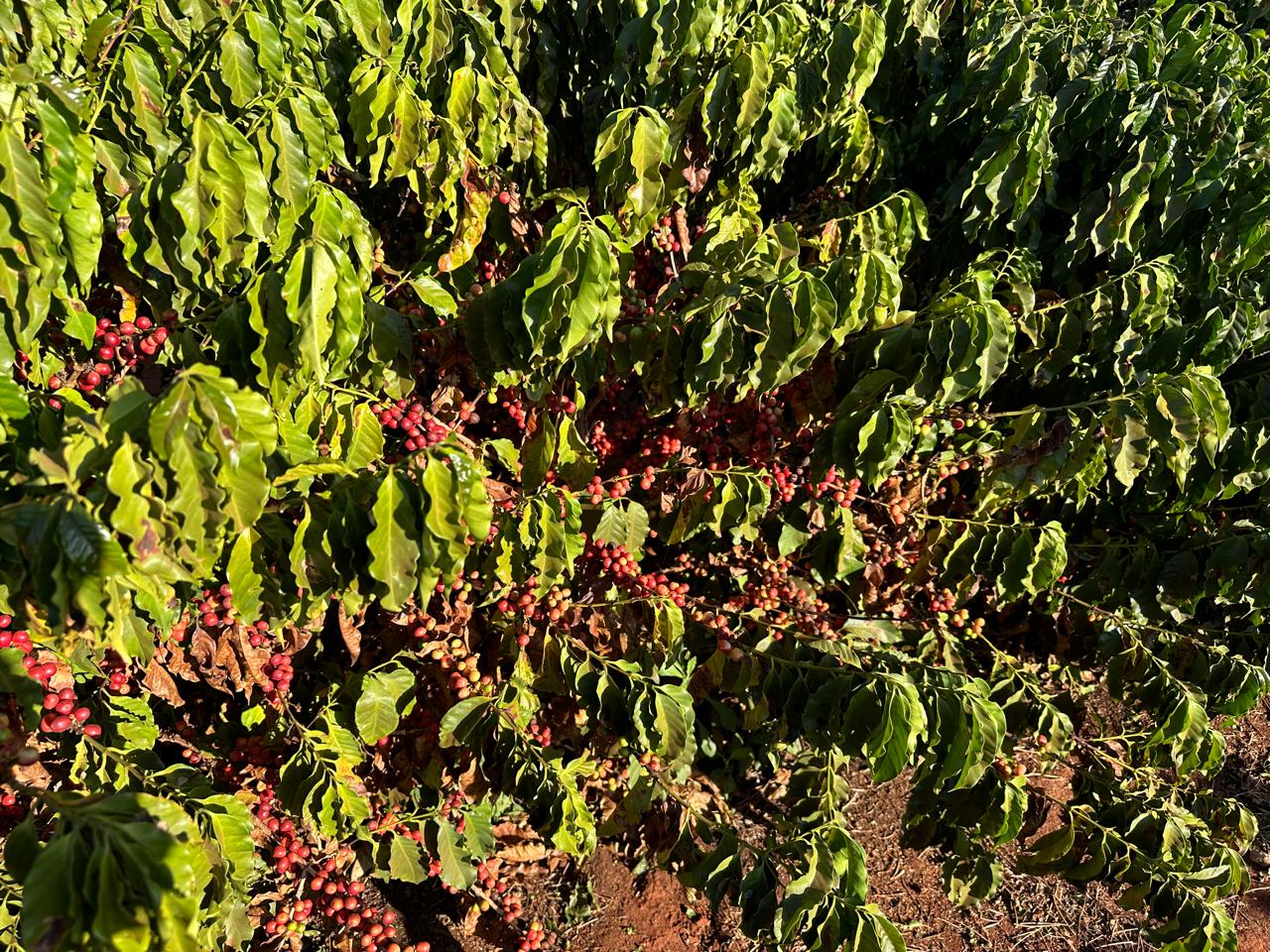 Fazenda Santa Terezinha #21