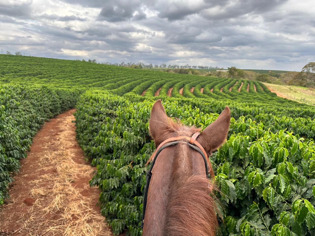 Fazenda Santa Terezinha #28