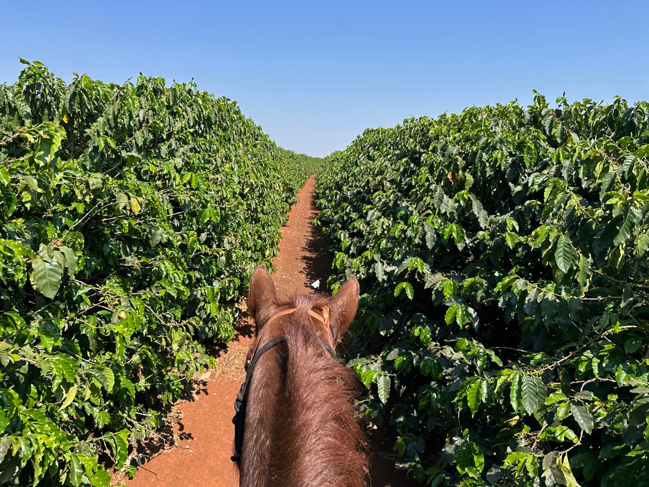 Fazenda Santa Terezinha #30