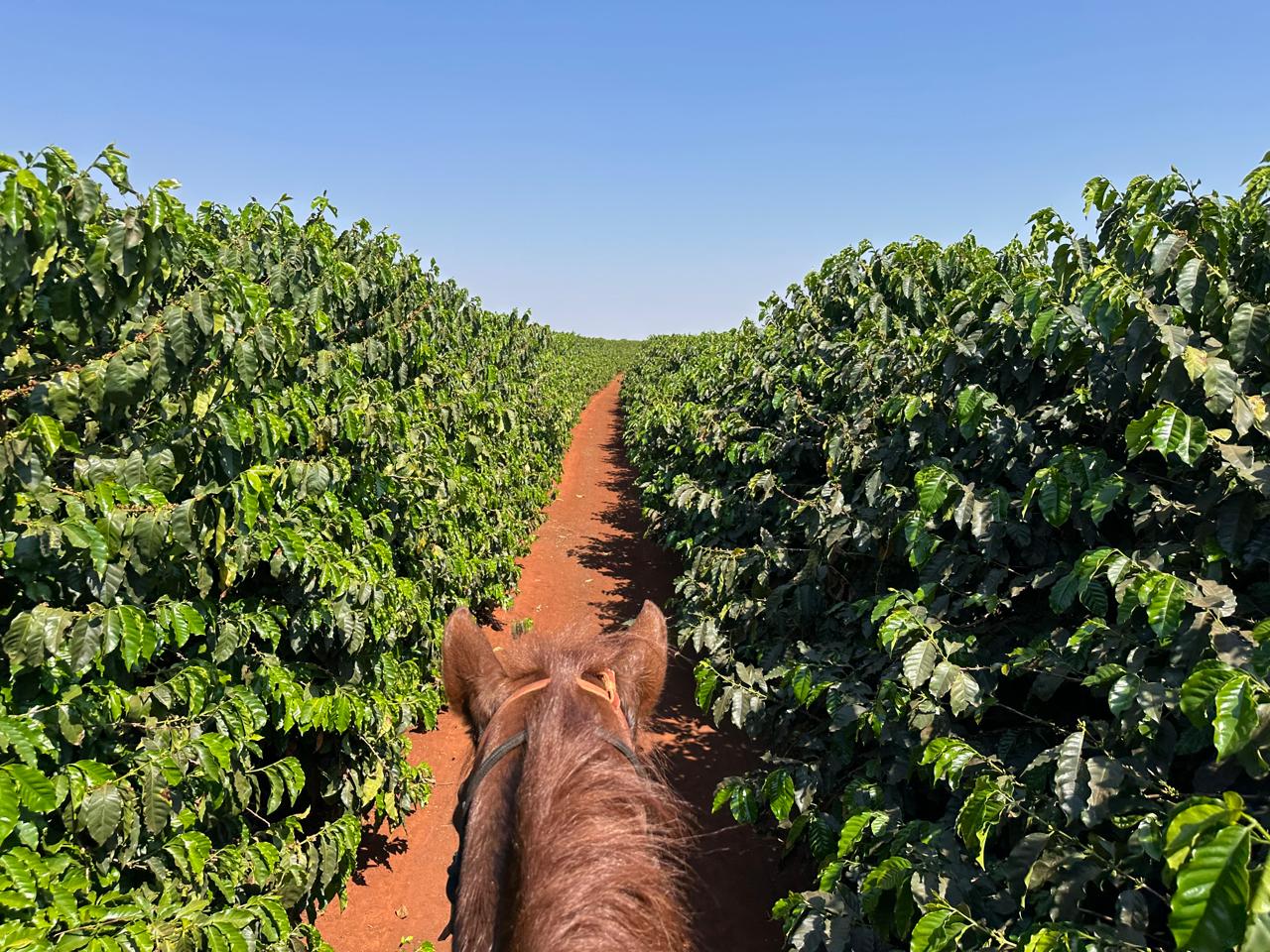 Fazenda Santa Terezinha #34