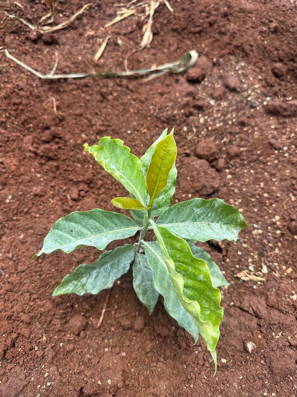 Fazenda Santa Terezinha #38