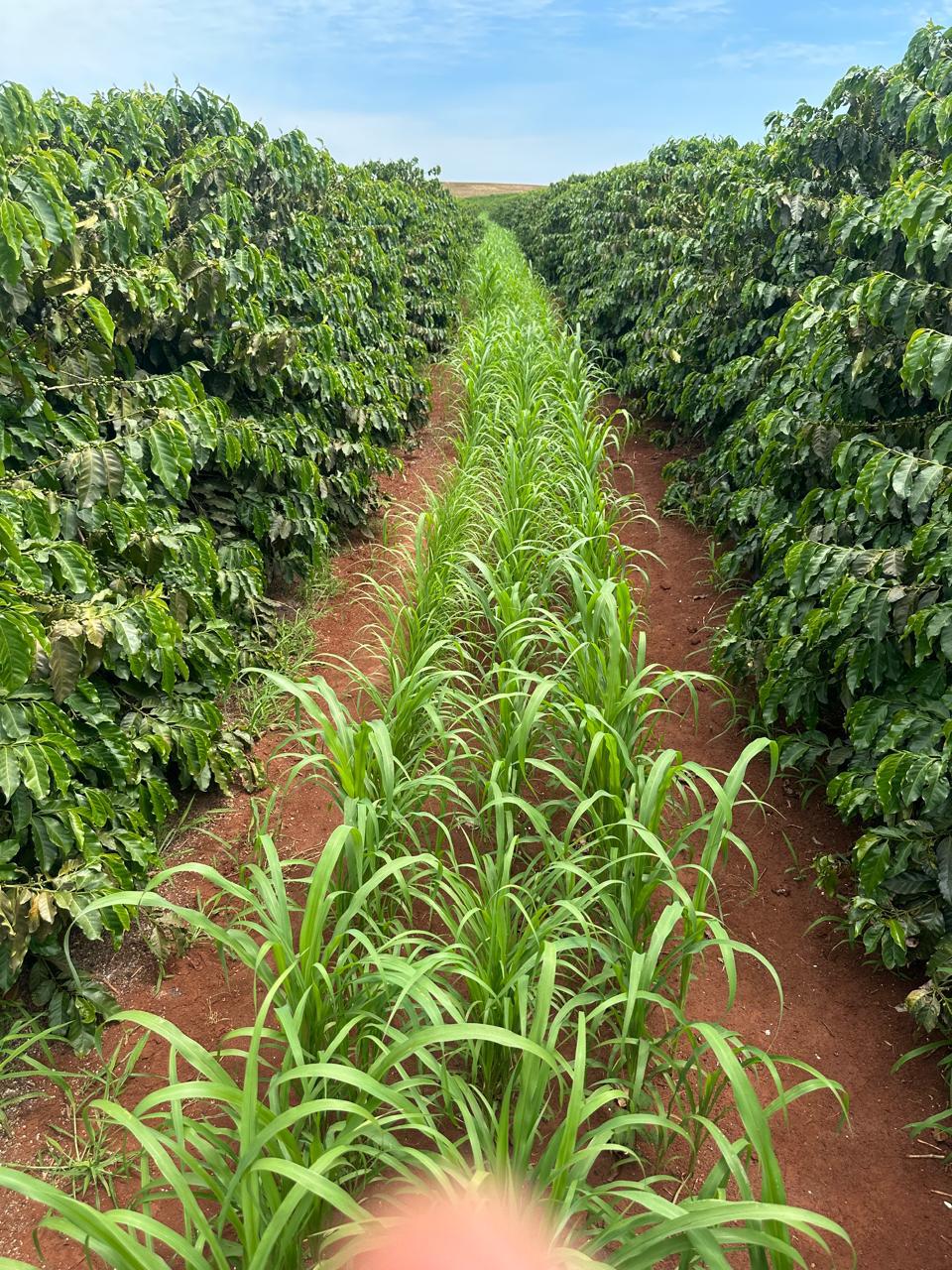 Fazenda Santa Terezinha #39