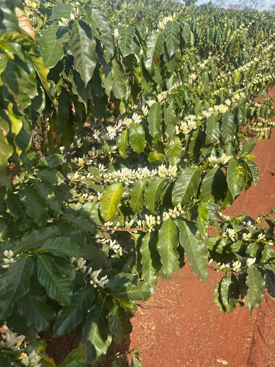 Fazenda Santa Terezinha #42