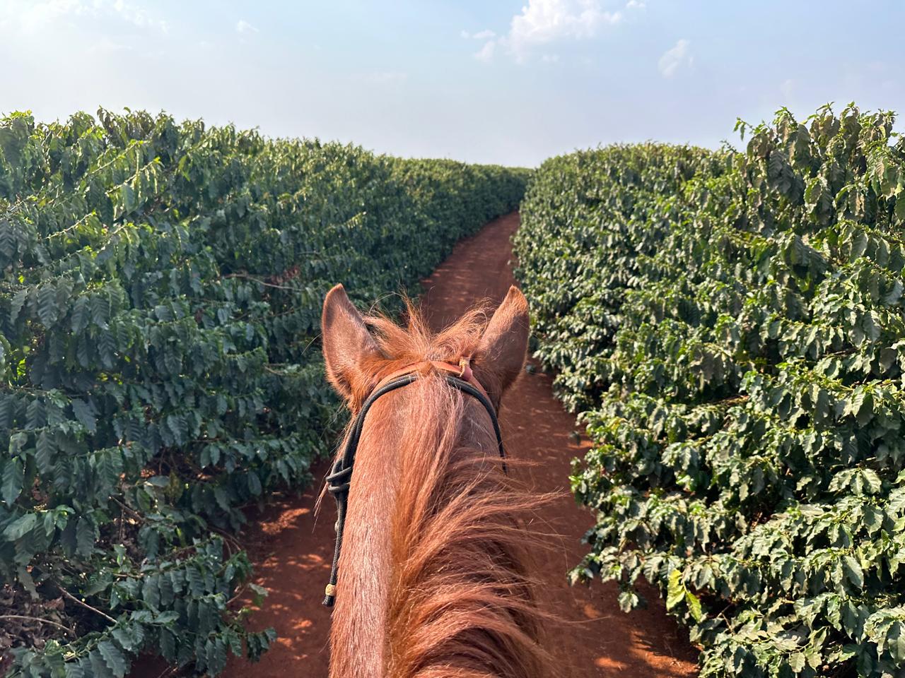 Fazenda Santa Terezinha #43