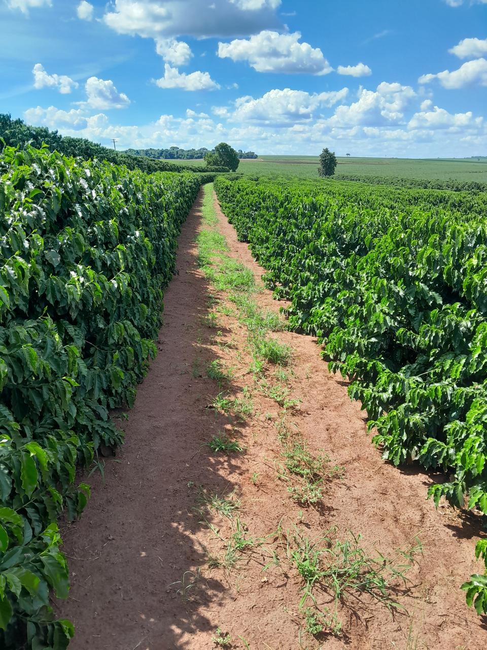 Fazenda Santa Terezinha #44