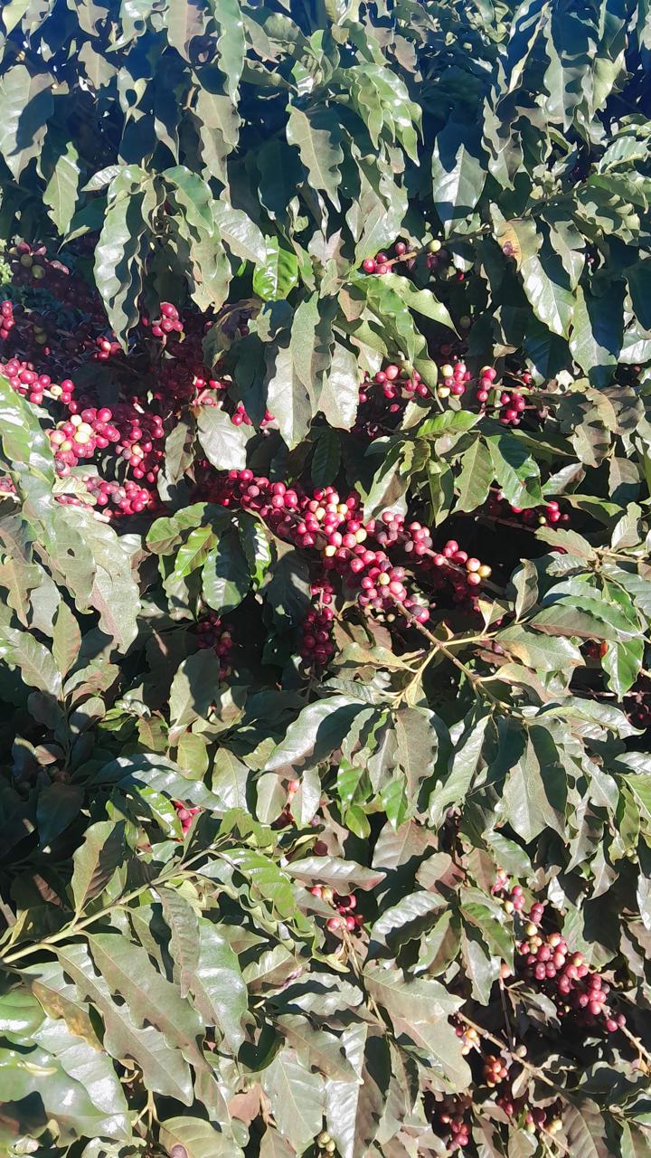 Fazenda Santa Terezinha #48